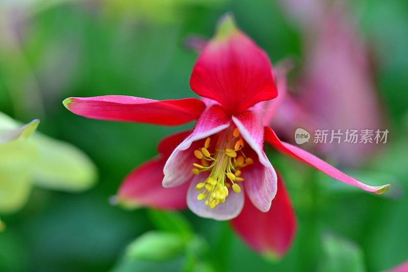 水仙花/耧斗菜花